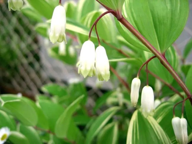 15 Red Stem Solomons Seal Seeds Polygonatum Odoratum Var Pluriflorum "Jinguji Fresh Garden