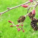 25 Smooth Alder Seeds Alnus Serrulata Fresh Garden