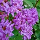 25 Lipan Crepe Mrytle Seeds Lagerstroemia (Indica X Fauriei) Fresh Garden