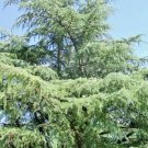 15 Cedar Of Lebanon Seeds Cedrus Libani Fresh Garden
