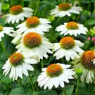 30 Powwow White Coneflower Seeds Echinacea 'Powwow' Fresh Garden