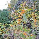 20 Goldfinch Holly Seeds Ilex Verticillata 'Goldfinch' Fresh Garden