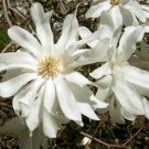 12 Ballerina Magnolia Seeds Magnolia × Loebneri 'Ballerina' Fresh Garden