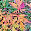 20 Mure Hibari Japanese Maple Seeds Acer Palmatum 'Mure Hibari' Fresh Garden