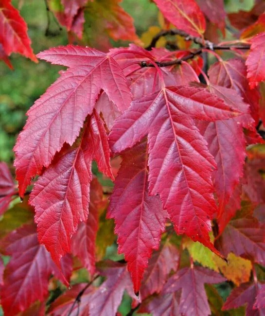 20 Flame Amur Maple Seeds Acer Ginnala &acirc;��Flame&acirc;�� Fresh Garden