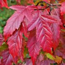 20 Flame Amur Maple Seeds Acer Ginnala ‘Flame’ Fresh Garden