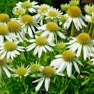 30 Snow Cone White Coneflower Seeds Echinacea 'Snow Cone' Fresh Garden