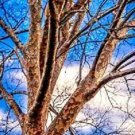 20 Drake Chinese Lacebark Elm Seeds Ulmus Parvifolia 'Drake' Fresh Garden