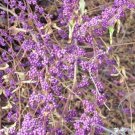 30 American Beauty Berry Seeds Callicarpa Americana Fresh Garden