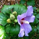 20 Blue Angel Rose Of Sharon Seeds Hibiscus Syriacus 'Greba' Fresh Garden