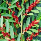 10 Blue Leaf Isu Seeds ( Evergreen Witch Hazel ) Distylium Myricoides Fresh Garden