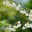 10 Mountain Silverbell Seeds Halesia Tetraptera Var Monticola Fresh Garden