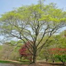 20 Painted Maple Seeds Acer Pictum Subsp Mono Fresh Garden