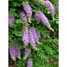 5 Aunt Dee Kentucky Wisteria Seeds Wisteria Macrostachya 'Aunt Dee' Fresh Garden