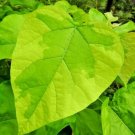 20 Variegated Southern Catalpa Seeds Catalpa Bignonioides 'Variegata' Fresh Garden