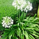 30 Getty Whte Agapanthus Seeds Agapanthus Africanus Fresh Garden