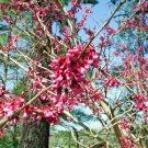 20 Giant Redbud Seeds Cercis Gigantea Fresh Garden