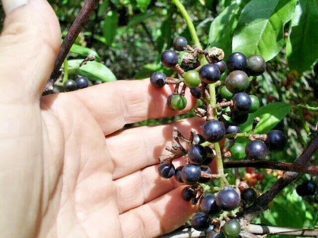 20 Wild Grape Seeds Vitis Spp Fresh Garden