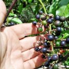 20 Wild Grape Seeds Vitis Spp Fresh Garden