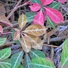 10 Silver Vein Creeper Seeds Parthenocissus Henryana Fresh Garden