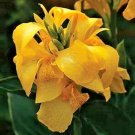 12 Yellow Cannova Canna Seeds Fresh Garden