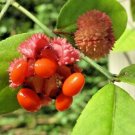 15 Eastern Wahoo Seeds Euonymus Americanus Fresh Garden