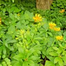 15 Japanese Turks Cap Lily Seeds Lilium Hansonii Fresh Garden