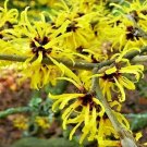10 Chinese Witch Hazel Seeds Hamamelis Mollis Fresh Garden