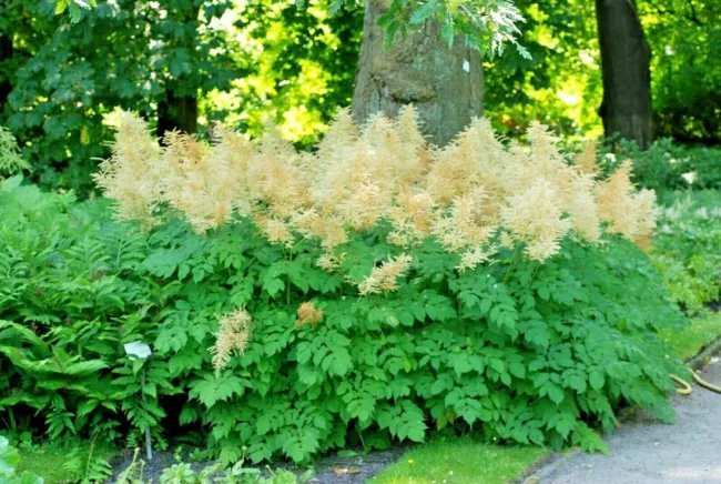 40 Goats Beard Seeds Aruncus Dioicus Fresh Garden