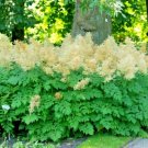 40 Goats Beard Seeds Aruncus Dioicus Fresh Garden