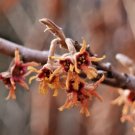 10 Fragrant Star Witch Hazel Seeds Hamamelis Vernalis Cv Fragrant Star Fresh Garden