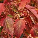 20 Davids Maple Seeds Acer Davidii Subsp Davidii Fresh Garden