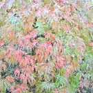 20 Japanese Pendula Nana Maple Seeds Acer Palmatum Var Dissectum Pendula Nana Fresh Garden