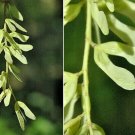 20 Henry'S Maple Seeds Acer Cissifolium Subsp Henryi Fresh Garden