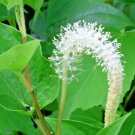 25 Lizards Tail Seeds ( Saururus Cernuus ) Fresh Garden