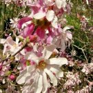 12 Leonard Messel Magnolia Seeds Magnolia × Loebneri " Leonard Messel " Fresh Garden