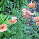 100 Annual Pink Poppy Seeds Papaver Ssp Fresh Garden
