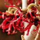 10 Shibamichi Red Witch Hazel Seeds Hamamelis Japonica ‘Tsukubana Kurrean Fresh Garden
