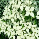 12 Gay Head Chinese Dogwood Seeds Cornus Kousa "Gay Head" Fresh Garden