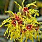 10 Arnolds Promise Witch Hazel Seeds Hamamelis X Intermedia Fresh Garden