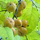 10 Meador Persimmon Seeds Diospyros Virginiana 'Meador' Fresh Garden