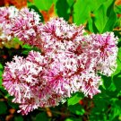 30 Manchurian Lilac Syringa Pubescens Subsp Patula Fresh Garden