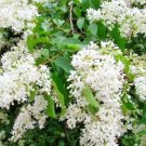 20 Korean Ash Seeds Fraxinus Chinensis Fresh Garden
