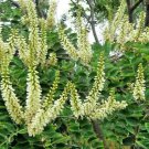 20 Chinese Maackia Seeds Maackia Chinensis Fresh Garden