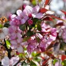 15+ Strawberry Parfait Crab Apple Seeds Malus Hybrida 'Strawberry Parfait' Fresh Garden