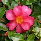 12 Camellia Kanjiro Seeds Camellia Fresh Garden