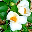 15 Chinese Stewartia Seeds Stewartia Sinensis Fresh Garden