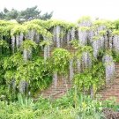 10 White Wisteria Seeds Wisteria Floribunda 'Alba' Fresh Garden