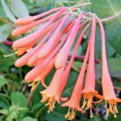 10 Superba Honeysuckle Seeds Lonicera Sempervirens 'Superba' Fresh Garden