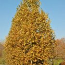 30 Morton Circle London Planetree Seeds Platanus × Acerifolia [Exclamation] ' Fresh Garden